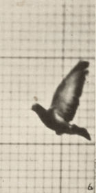 Plate 755 Pigeon flying — figure reference